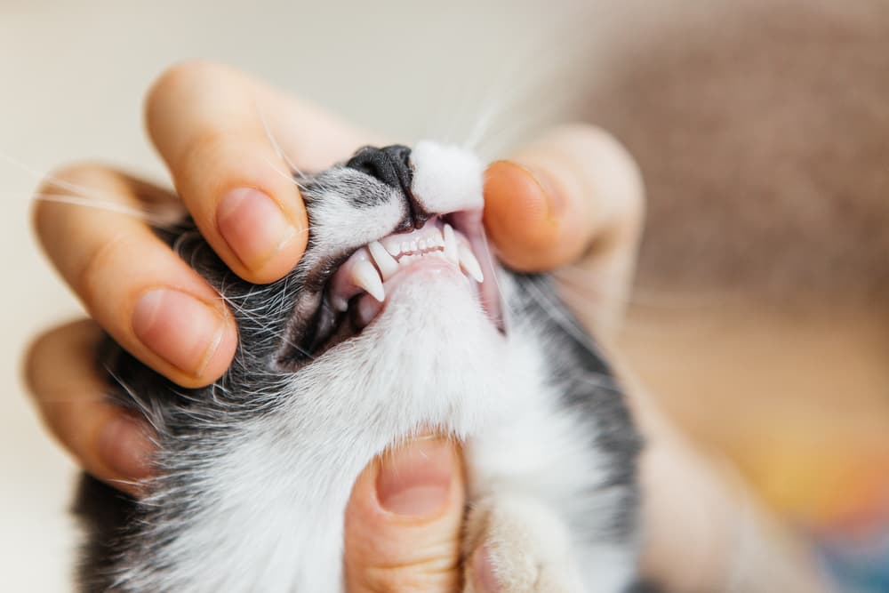 Owner with cat mouth in hand showing nice teeth