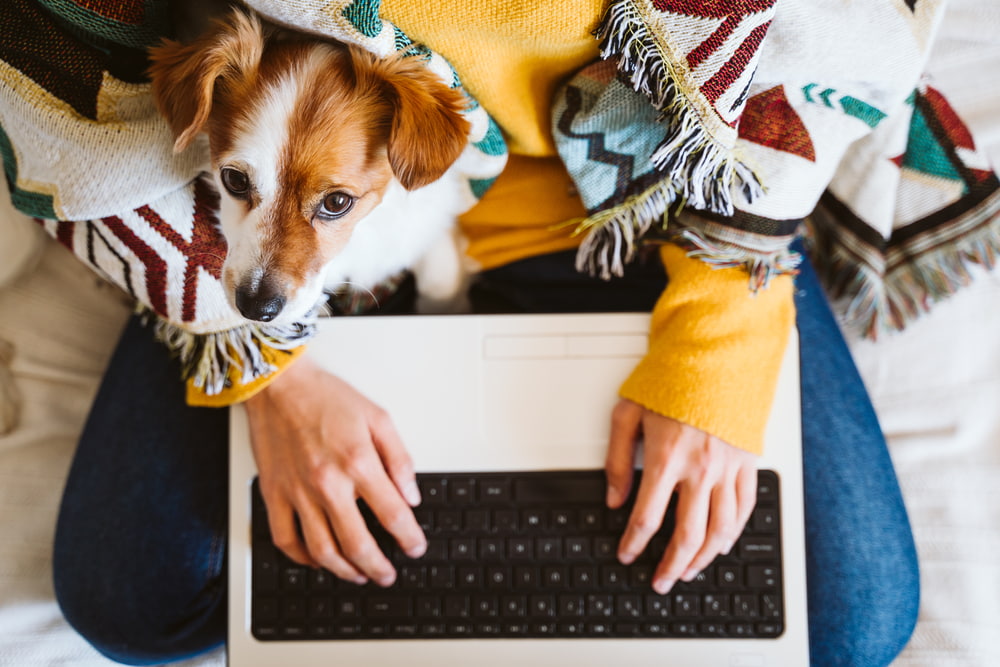 Dog searching on laptop with owner