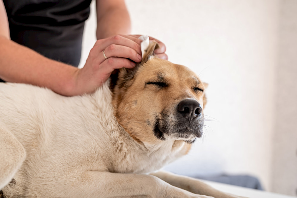 is ear cleaner safe for dogs