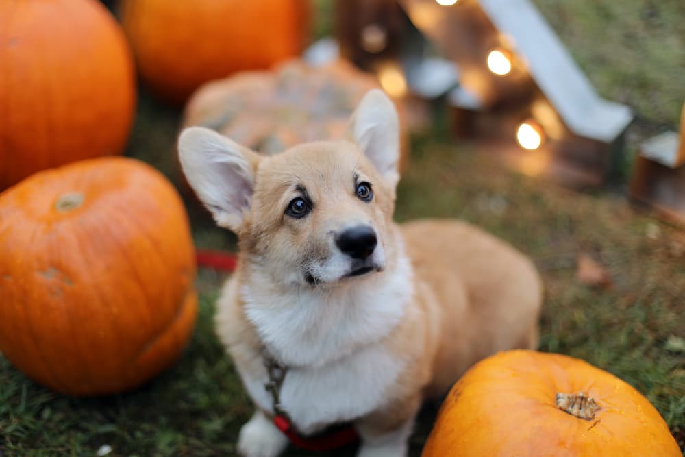 Thanksgiving Dog Gear: 13 Products to Prep Your Pup for Turkey Day