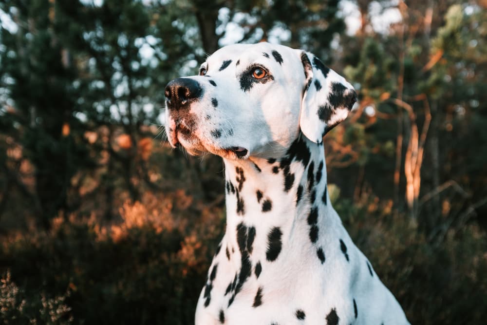 Healthy dog in the sunset outdoors looking very beautiful