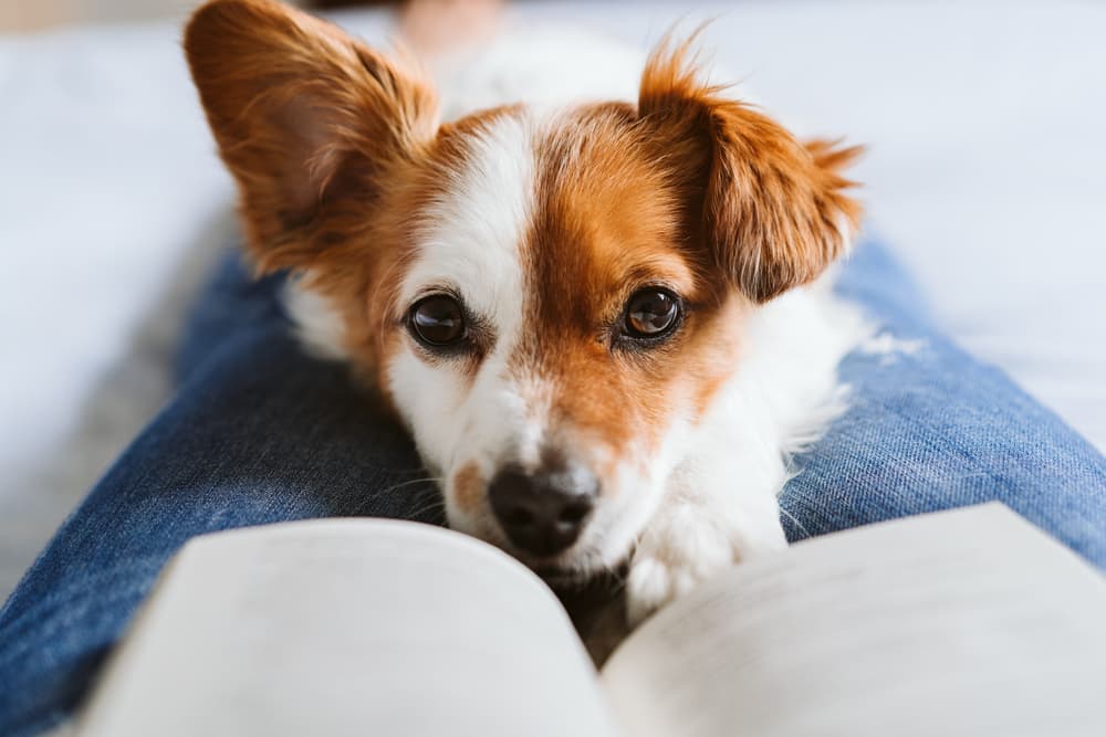 Cute puppy sitting in between owners legs with a book