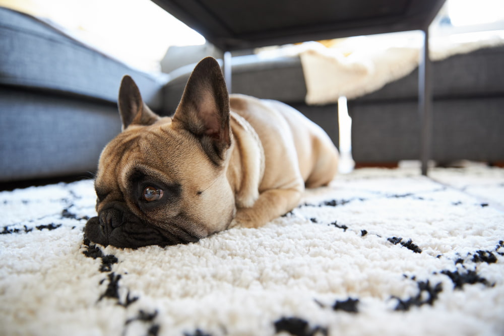 Bulldog laying on rug being anxious cbd dog treats would help