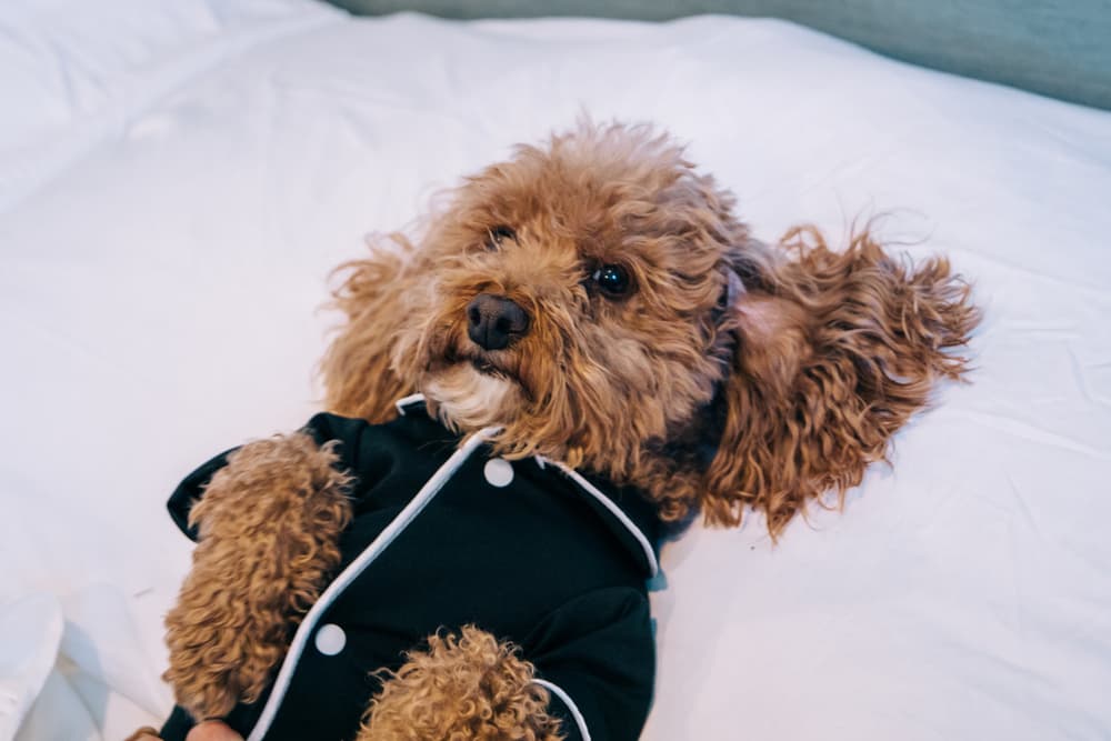 Dog looking confused wearing pajamas