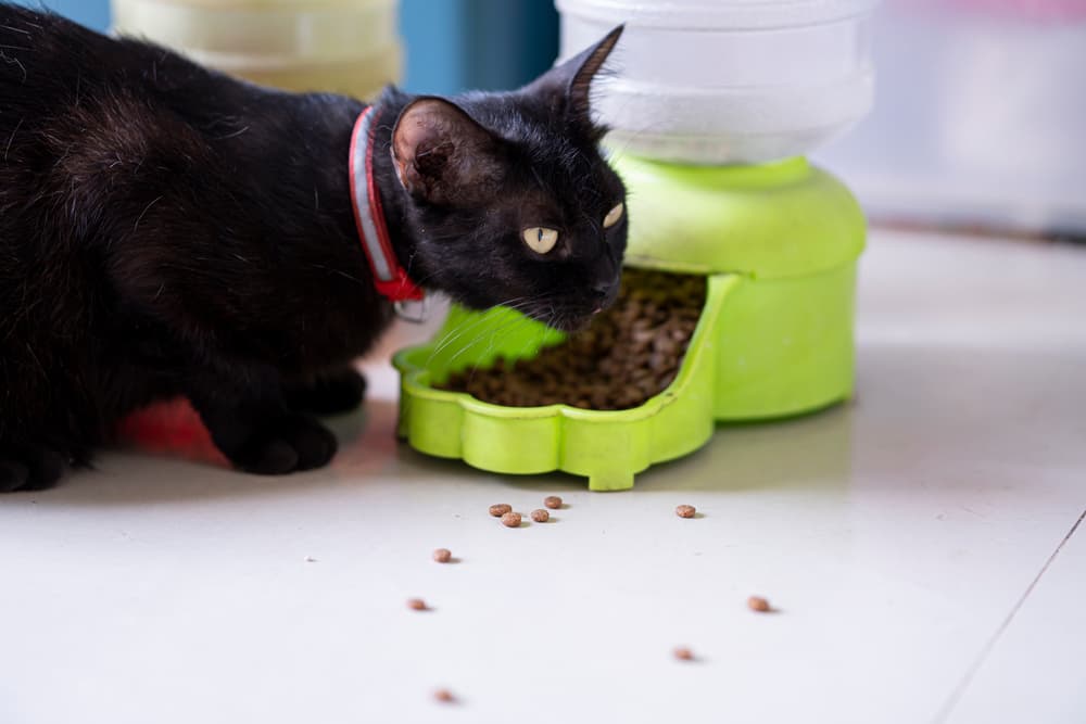 Automatic Pet Feeder: 7 Best Options for Stress-Free Mealtimes