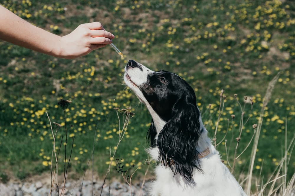 Hemp Oil for Dogs: Benefits and Uses