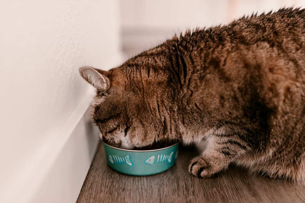 Cat eating from fish metal cat food bowl