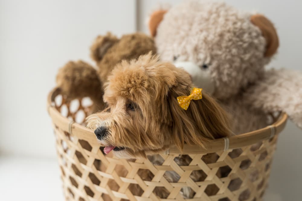 Personalized Dog Toy Storage Basket-Stop tripping over your dog's toys