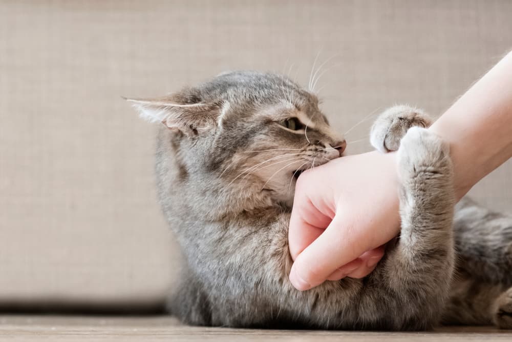 Cat playing with woman's hand