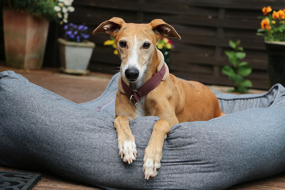 Best Bolster Dog Beds for Extra Comfort