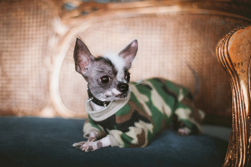 Chihuahua wearing a spiked collar