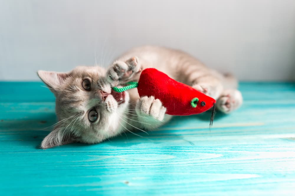 9 Best Cat Chew Toys For Gnawing Fun