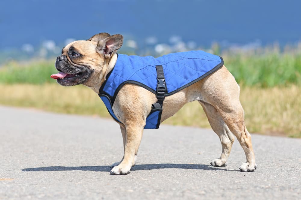 French Bulldog in cooling vest