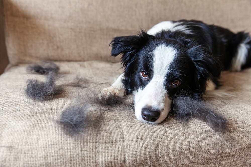 Dog at home with hair around them