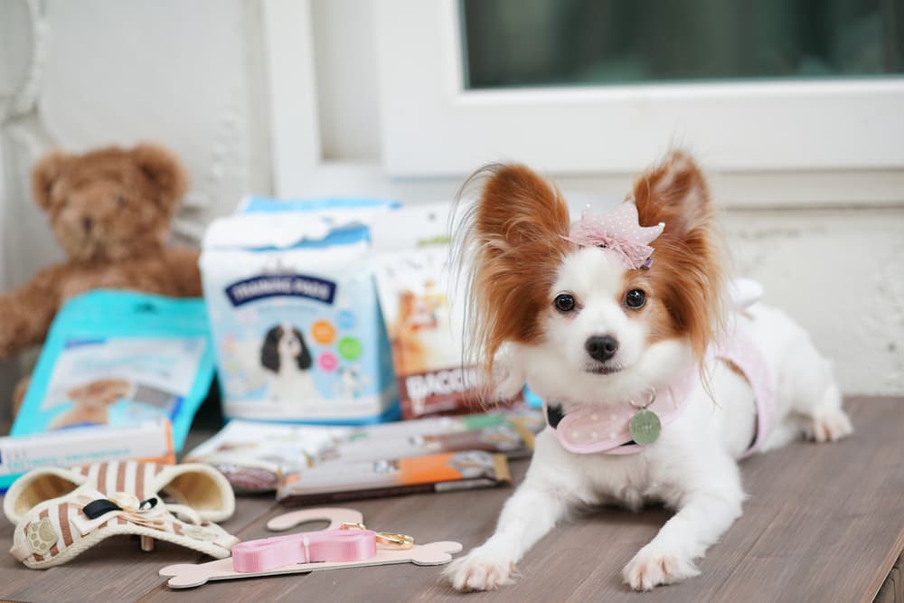 Dog with treats and toys