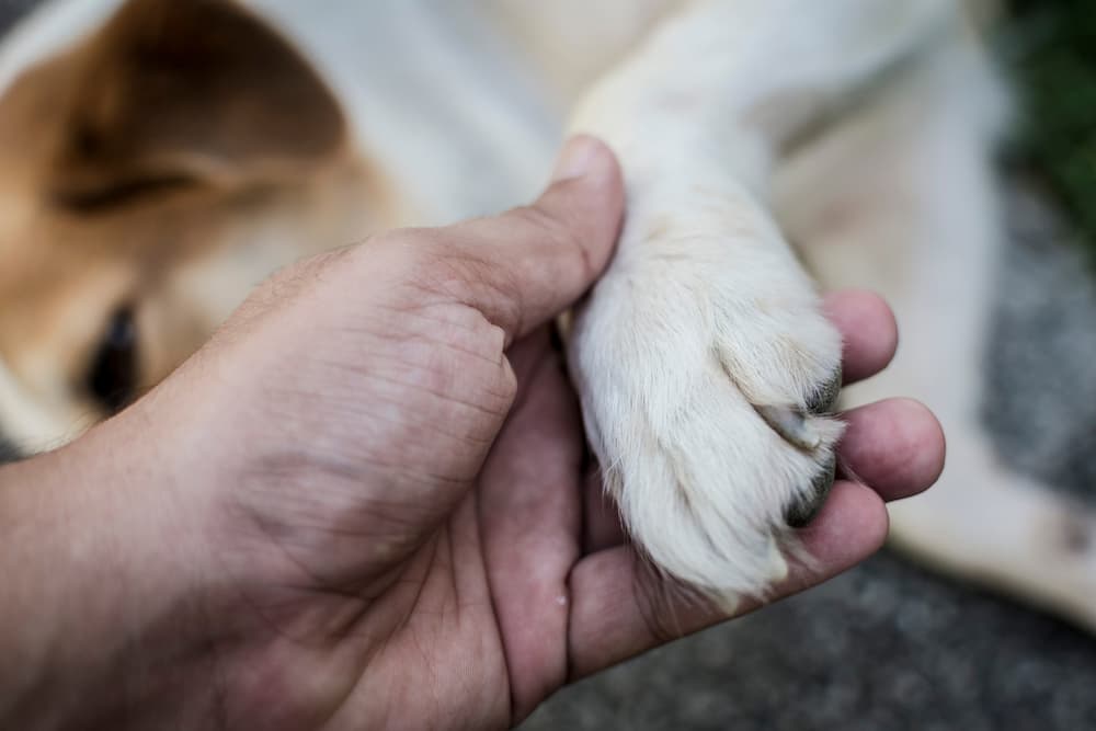 Owner holding a dog paw
