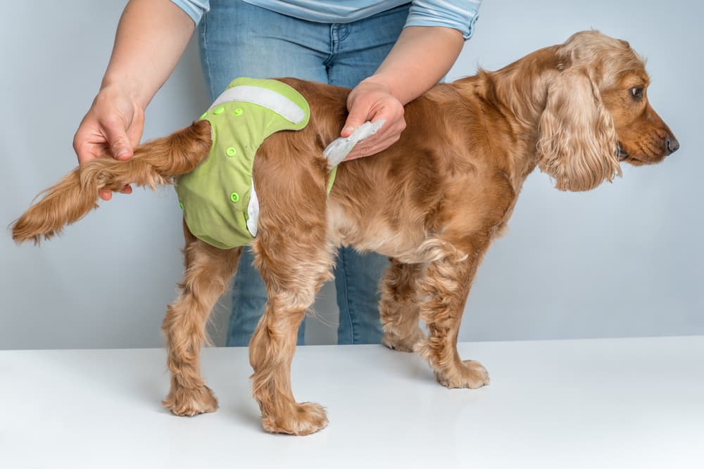 Man putting a diaper on a dog