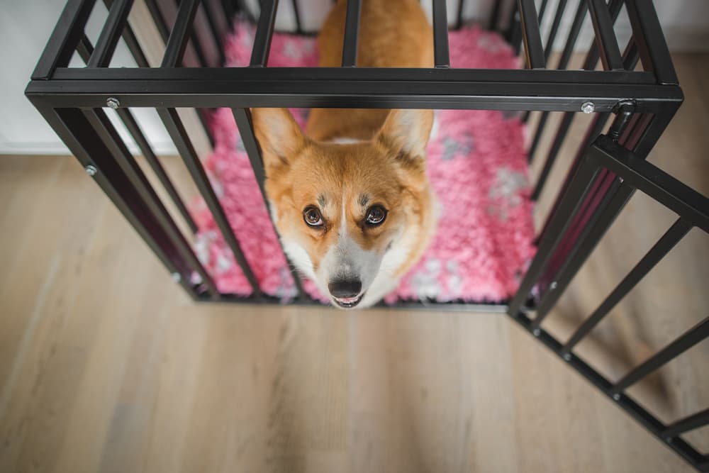 Modern dog crates and dog looking up