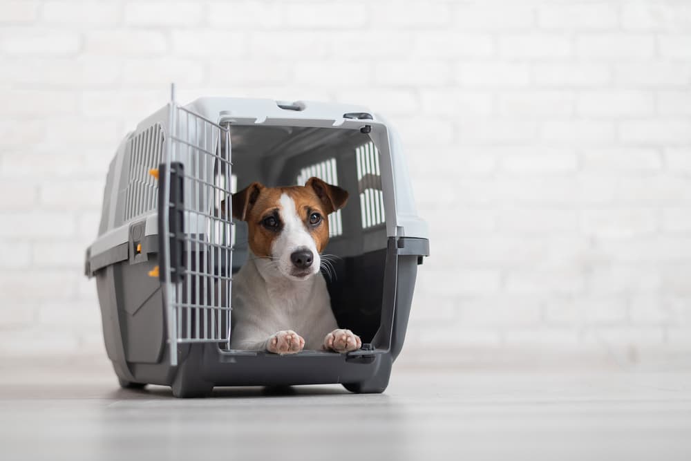 Dog in a travel carrier