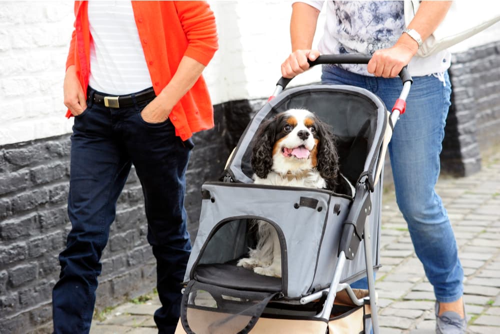 Dog being walked in a dog stroller with owner