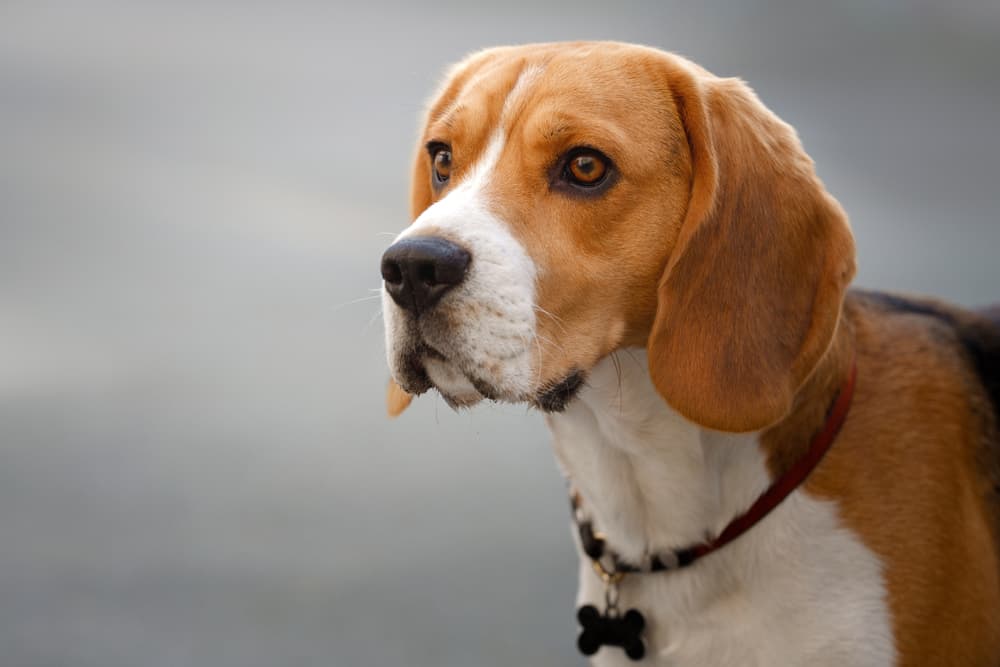Beagle dog looking up and confused