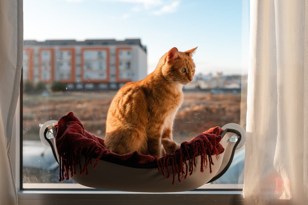 7 Cat Window Hammock Picks for Ultimate Lounging