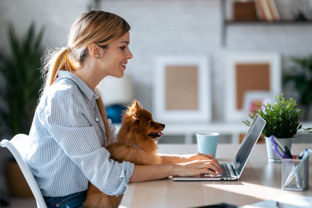 Owner and dog looking on a laptop searching for the best dog dna tests