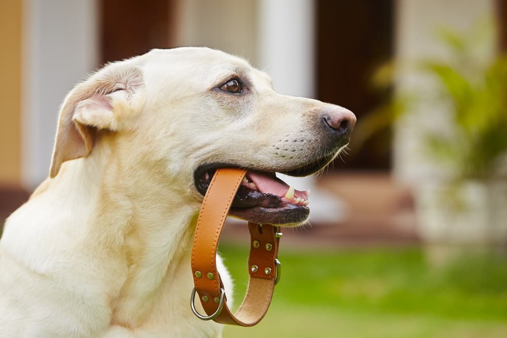 Dog holding leather collar in mouth