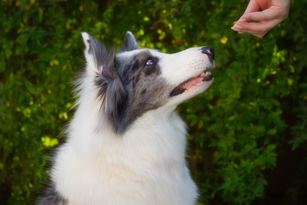 High Value Dog Treats: What They Are and How to Use Them