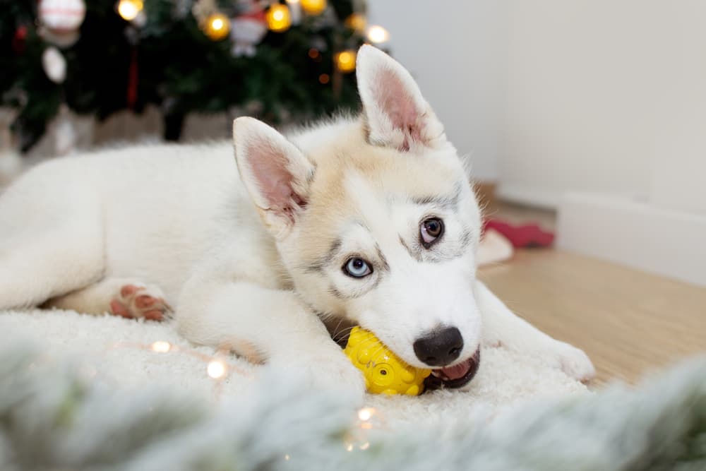 7 Dog Puzzle Toys to Boost Brainpower - Vetstreet