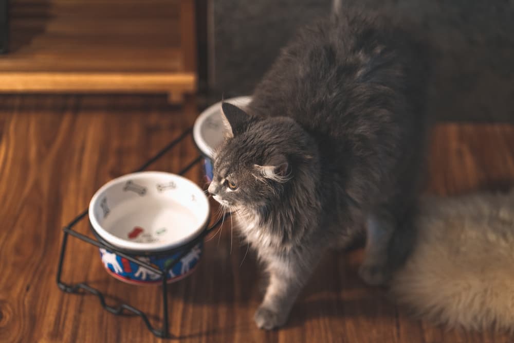 Cat eating from an elevated food bowl dish