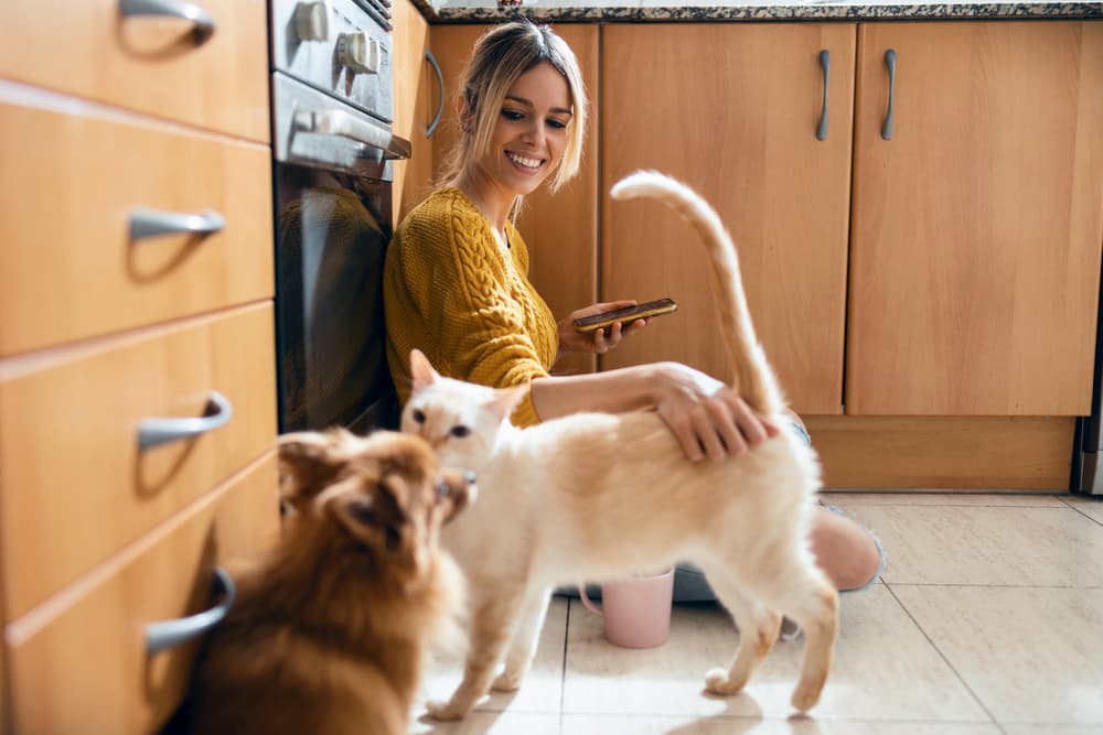 woman using her smart phone while stroking her cute lovely cat sitting on the floor in the kitchen at home