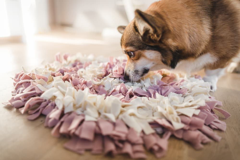 Dog playing with snuffle mat