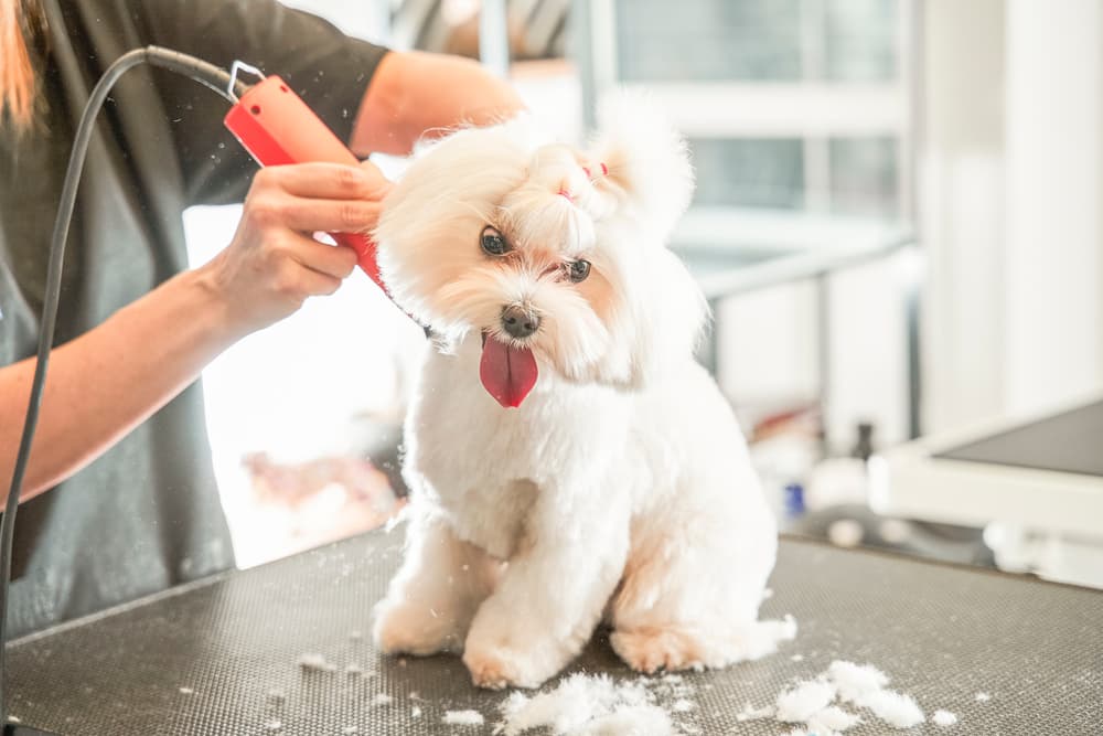 Dog grooming clippers at the table