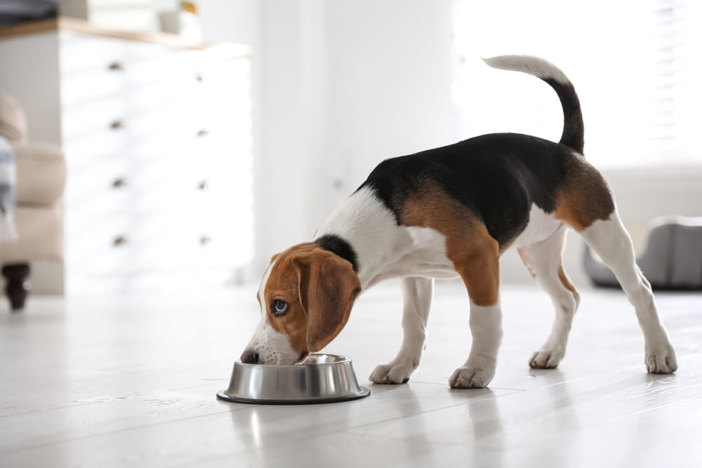 Frozen Dog Food: 8 Great Options to Consider