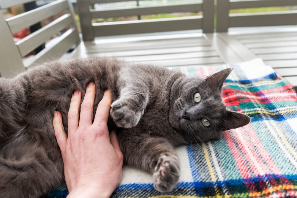 Cat rolled onto belly