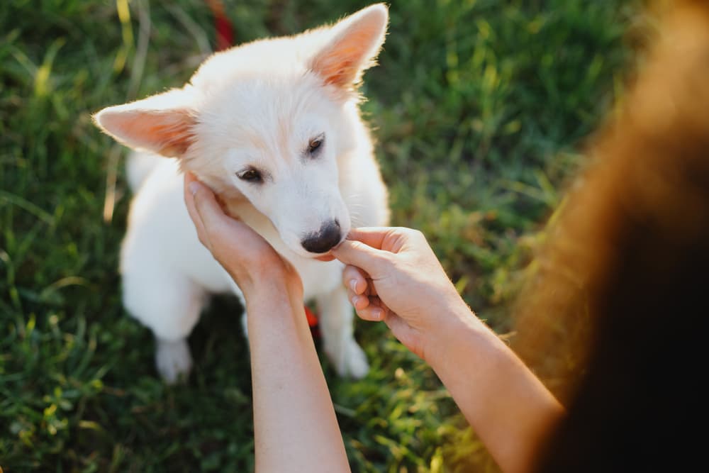 Puppy getting a treat outside during dog training