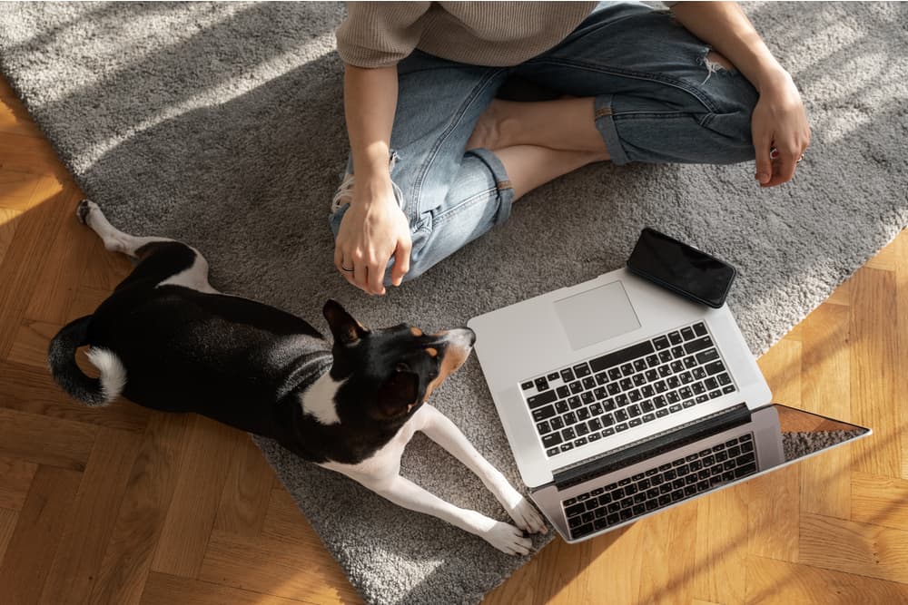 Basenji dog and laptop on a gray carpet on the floor view from above