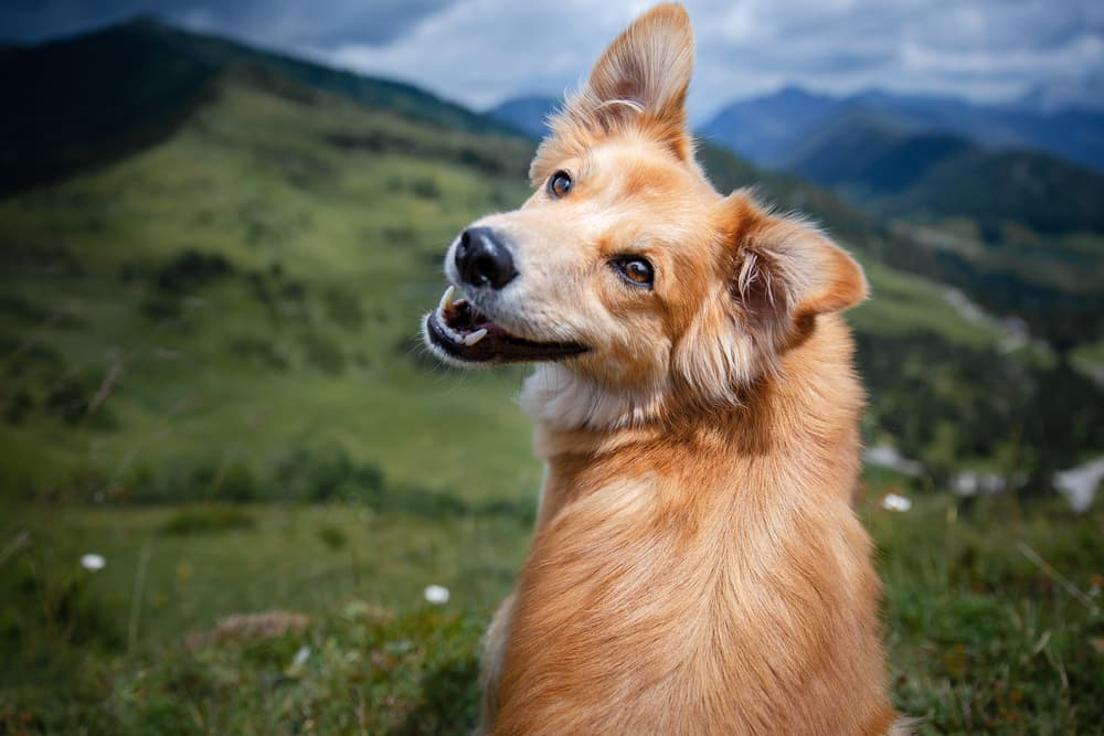 Arnica for Dogs: Benefits and Products to Consider