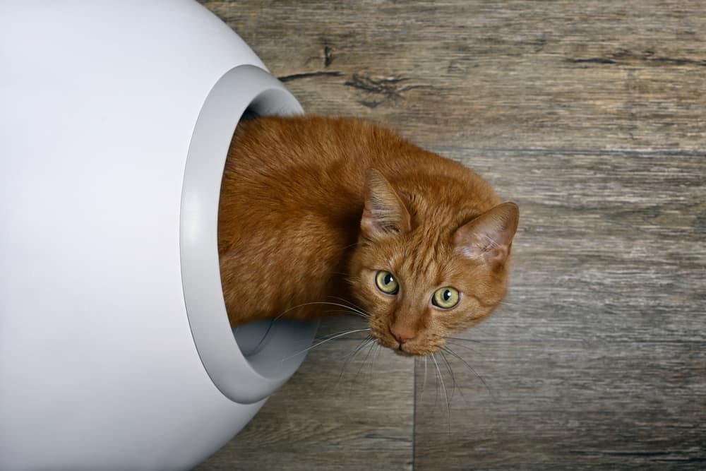 9 Best Cat Litter Boxes on Amazon