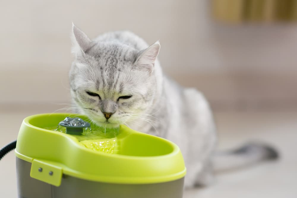 Pet Water Fountain: 6 Favorites to Keep Pets Healthy and Hydrated