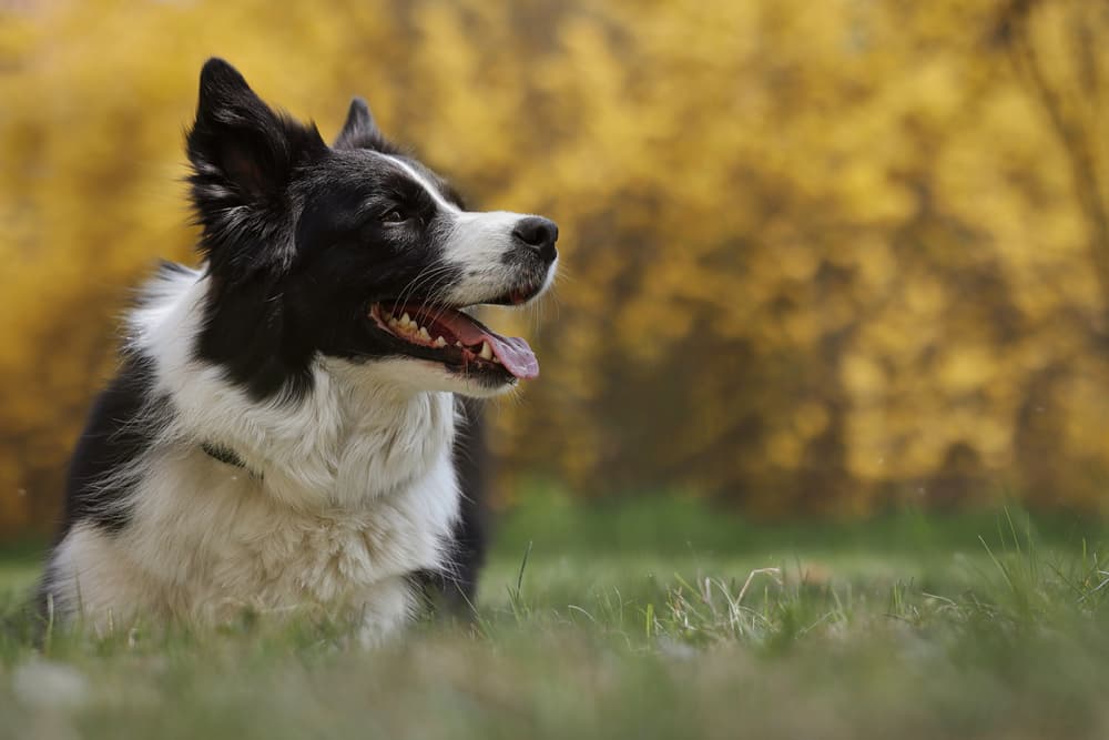 Happy dog in a meadow
