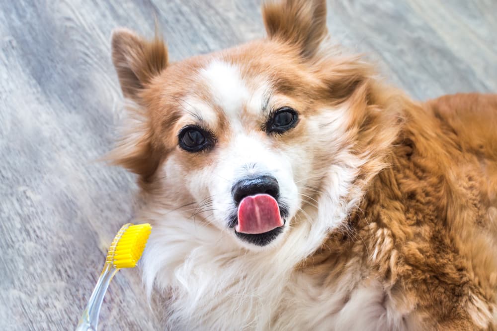 Corgi looking at toothbrush