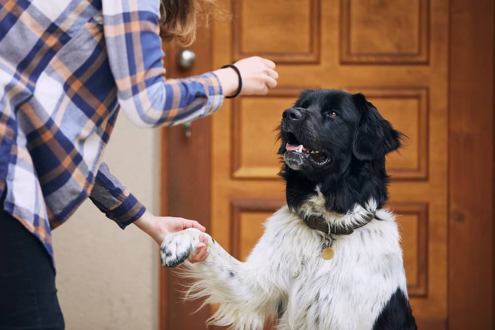 Owner giving dog treat after being a good dog while putting on dog paw balm