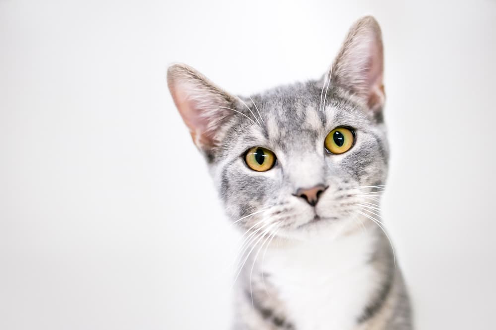 Cat head tilted by a plain grey background