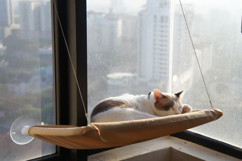 Cat relaxing in a hammock at the window