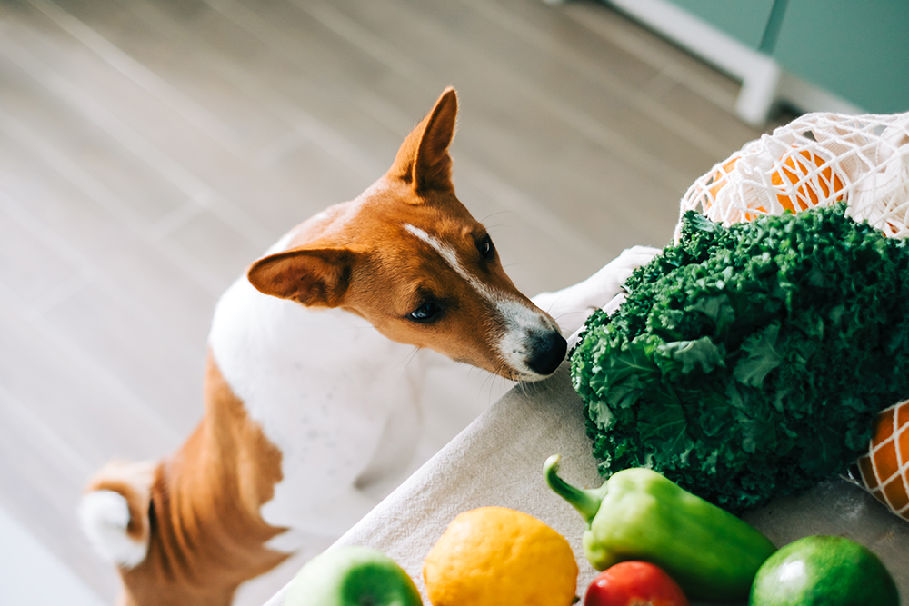 dog looking at fresh vegetables