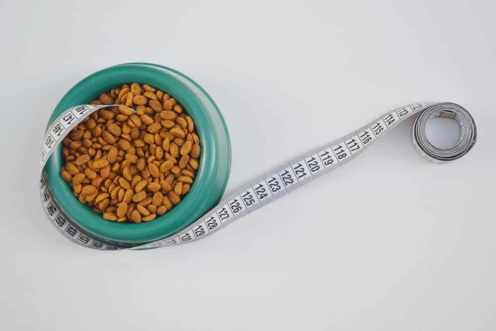 Bowl of dog food with measuring tape
