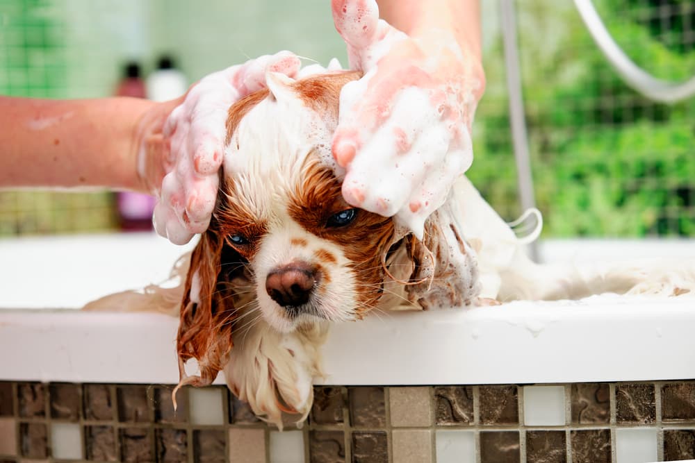 Washing an American Cocker spaniel with a dog shampoo