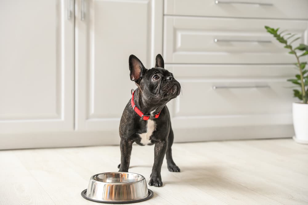 Best Dog Food for Small Dogs: 10 Picks for Petite Pups